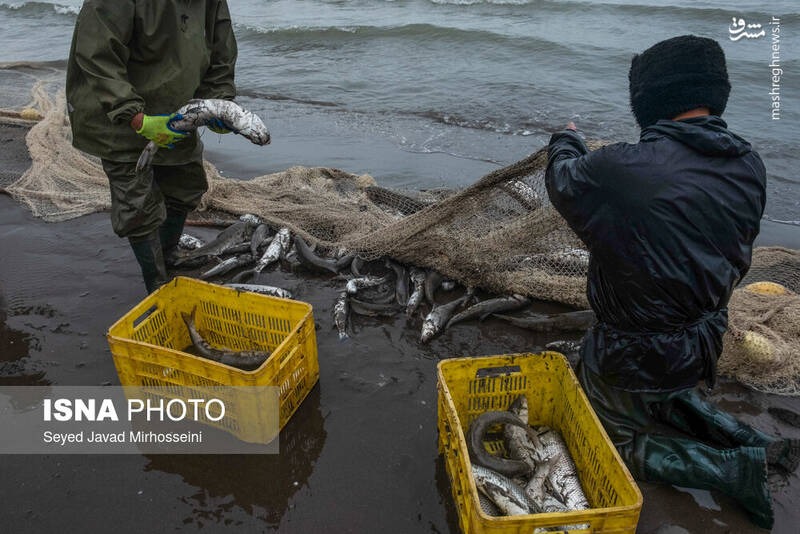 عکس/ دودی کردن ماهی به روش سنتی