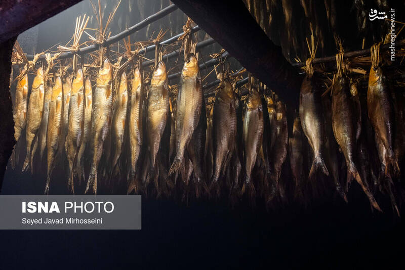 عکس/ دودی کردن ماهی به روش سنتی