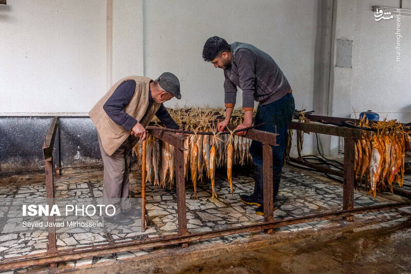 عکس/ دودی کردن ماهی به روش سنتی