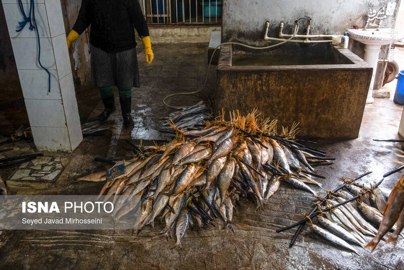 عکس/ دودی کردن ماهی به روش سنتی
