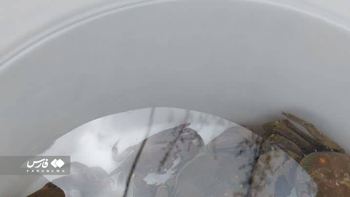 تزئین سفره با هفت سین خرچنگ و لاکپشت!+ عکس