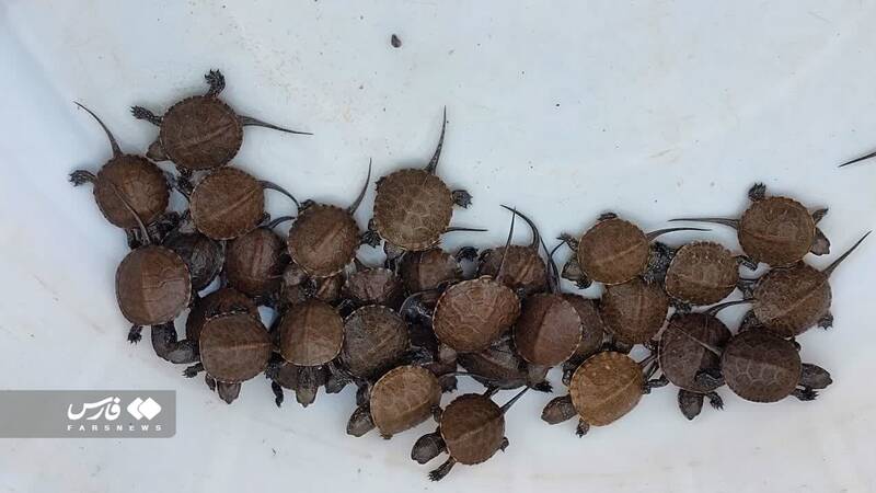 تزئین سفره با هفت سین خرچنگ و لاکپشت!+ عکس