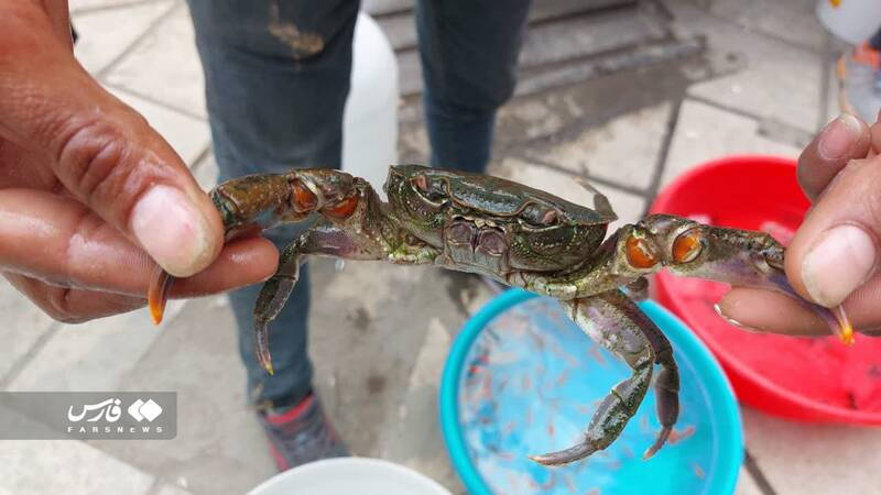 تزئین سفره با هفت سین خرچنگ و لاکپشت!+ عکس