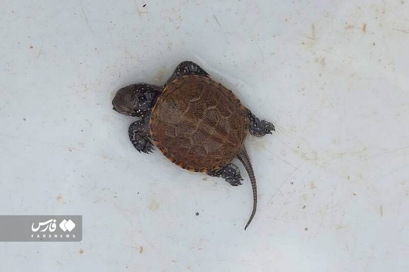 تزئین سفره با هفت سین خرچنگ و لاکپشت!+ عکس