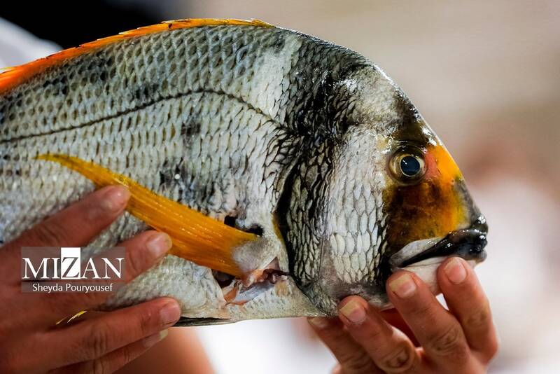 عکس/ بازار ماهی فروشهای کیش