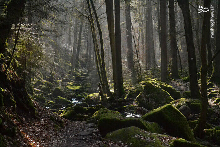 جنگلی که جیغ میکشد! +تصاویر