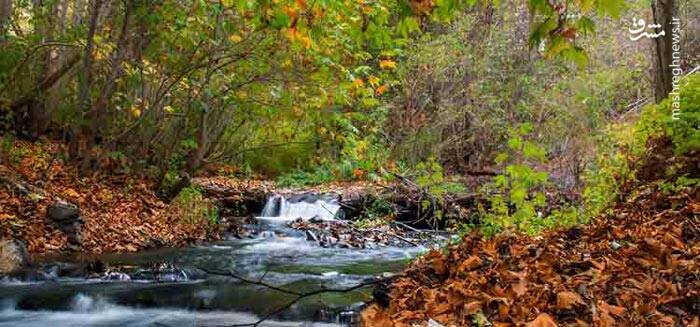 جنگلی که جیغ میکشد! +تصاویر