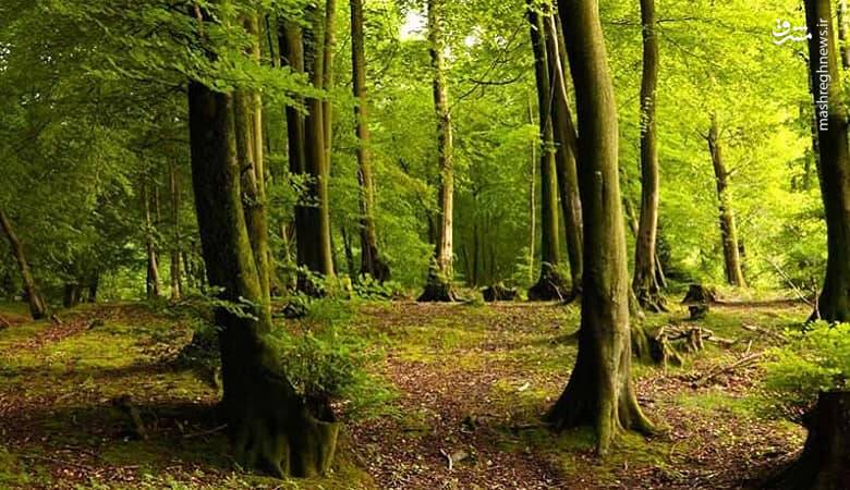 جنگلی که جیغ میکشد! +تصاویر