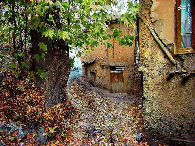 جنگلی که جیغ میکشد! +تصاویر