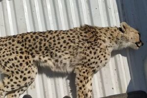 «ماجراد» باردار بود / 4 یوز ایرانی را از دست دادیم! + عکس