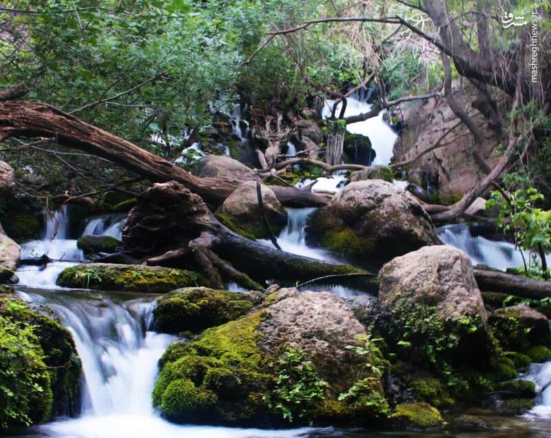 اتفاقی نادر که دم اسب را به وجود آورد! +تصاویر