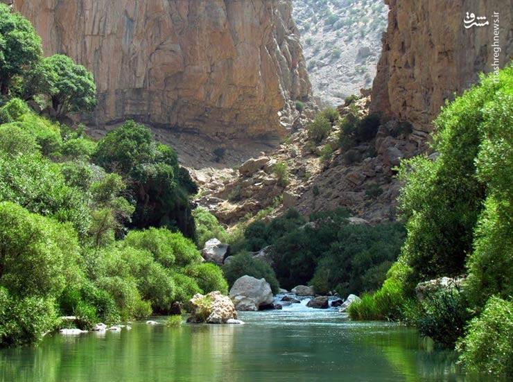 اتفاقی نادر که دم اسب را به وجود آورد! +تصاویر