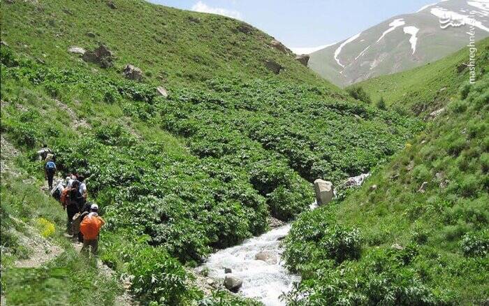سفر به روستای شکوفه باران در نزدیکی تهران +تصاویر