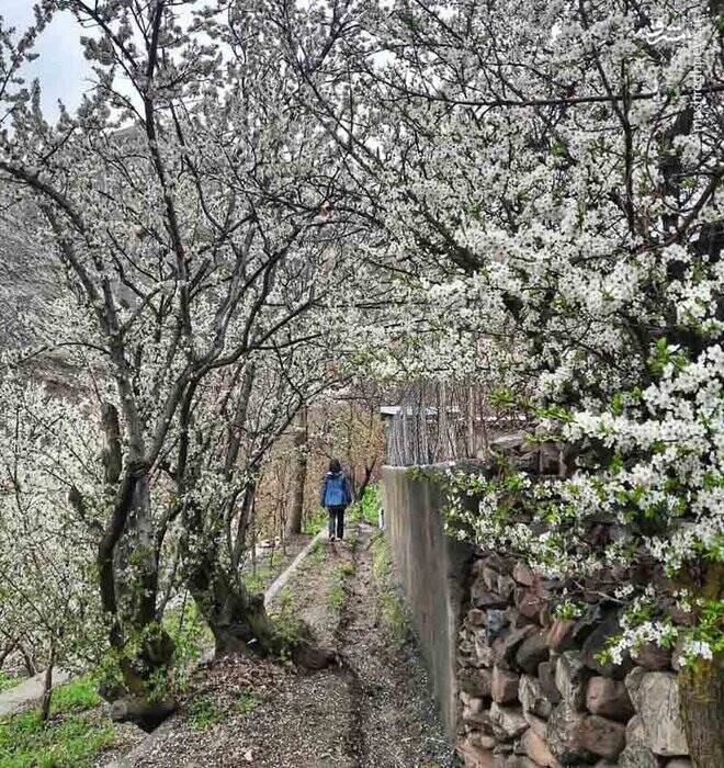 سفر به روستای شکوفه باران در نزدیکی تهران +تصاویر