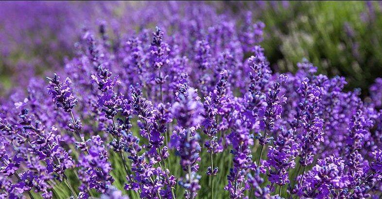 ۱۰ مُسکن طبیعی ضد درد را بشناسید