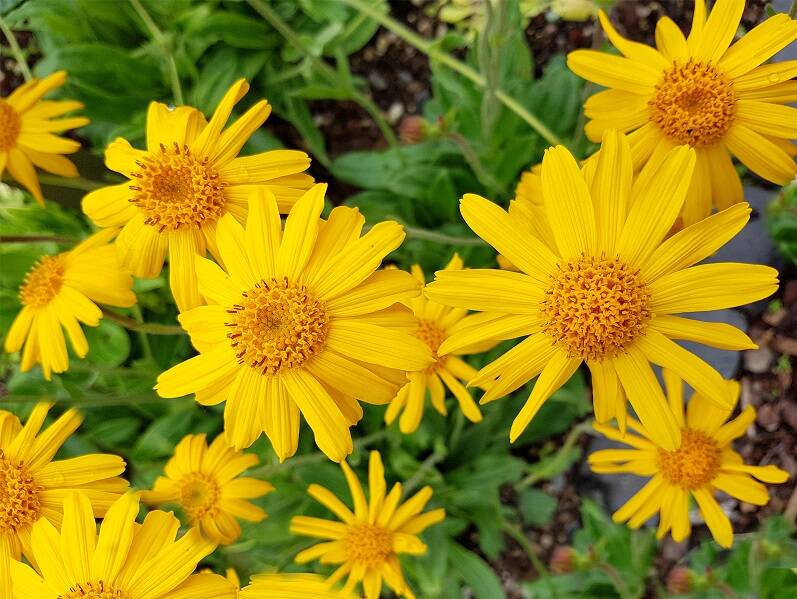 ۱۰ مُسکن طبیعی ضد درد را بشناسید