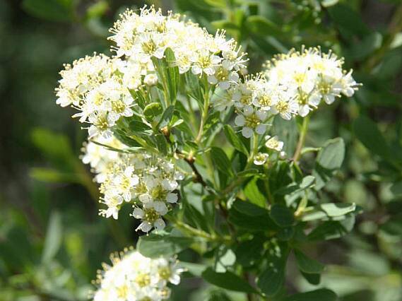 ۱۰ مُسکن طبیعی ضد درد را بشناسید