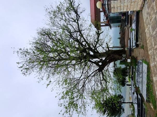 خوشا سوادکوه و وصف بیمثالش +عکس