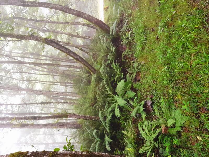 خوشا سوادکوه و وصف بیمثالش +عکس