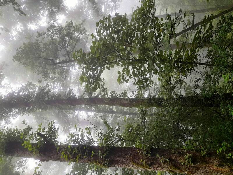 خوشا سوادکوه و وصف بیمثالش +عکس