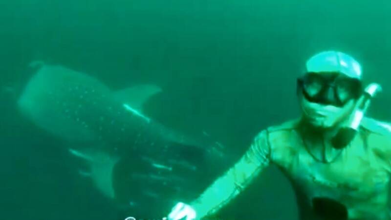 فیلم/ بزرگترین کوسه دنیا در خلیج فارس؛ اطراف جزیره کیش