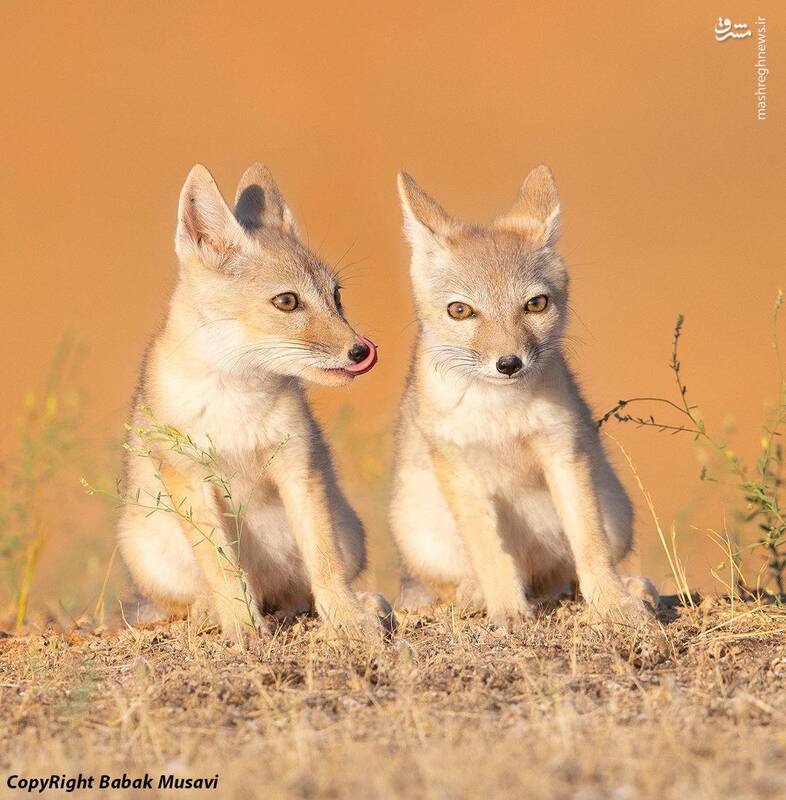عکس/ روباه ترکمنی نادر