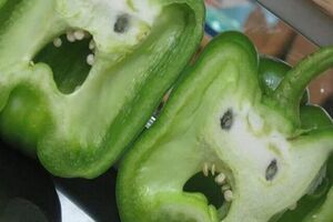 گیاه صدا دارد، جیغ هم میکشد! گیاه صدا دارد، جیغ هم میکشد!