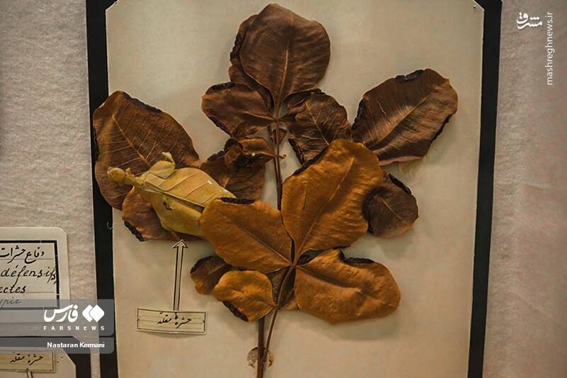 عکس/ "موزه جانور شناسی" کرج