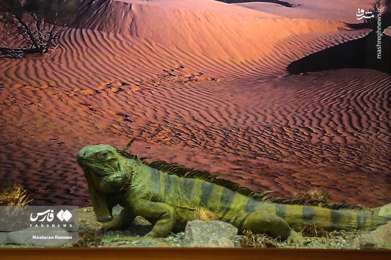 عکس/ "موزه جانور شناسی" کرج