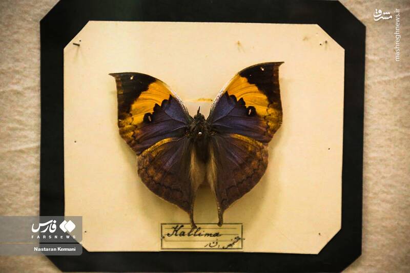 عکس/ "موزه جانور شناسی" کرج