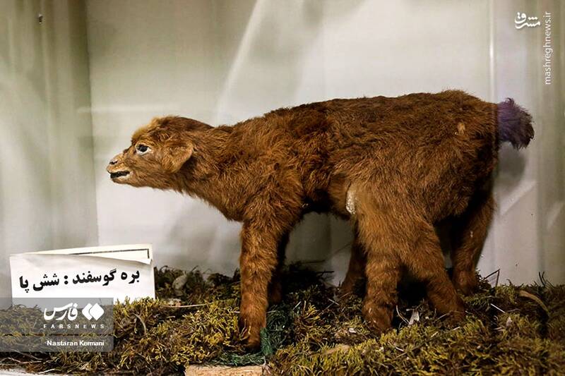 عکس/ "موزه جانور شناسی" کرج