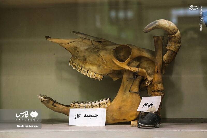 عکس/ "موزه جانور شناسی" کرج