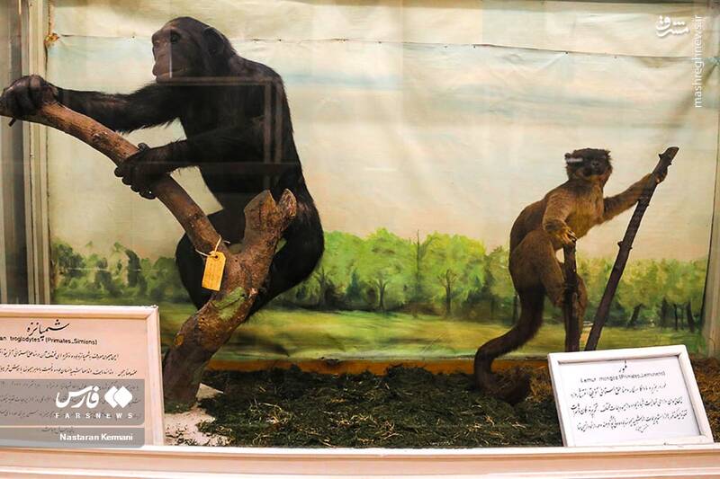 عکس/ "موزه جانور شناسی" کرج