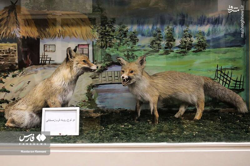 عکس/ "موزه جانور شناسی" کرج