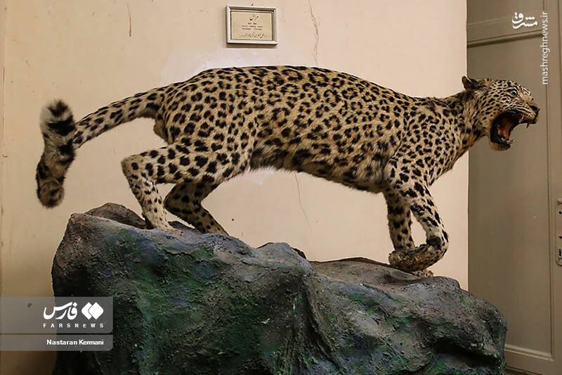عکس/ "موزه جانور شناسی" کرج