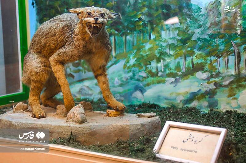 عکس/ "موزه جانور شناسی" کرج
