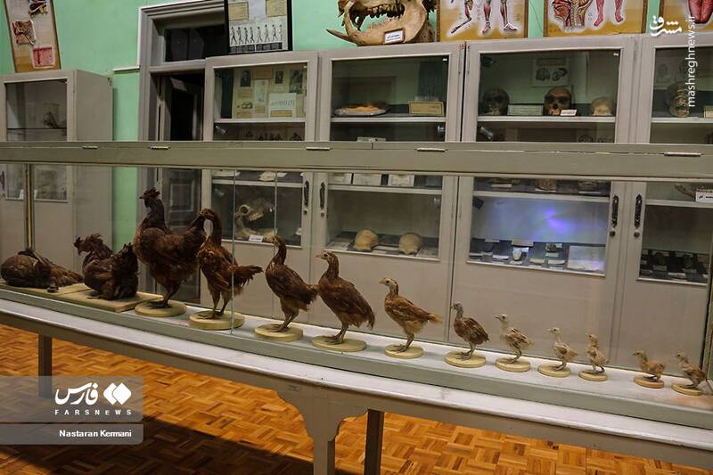 عکس/ "موزه جانور شناسی" کرج