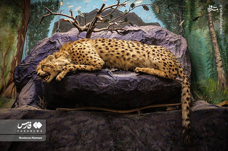 عکس/ "موزه جانور شناسی" کرج