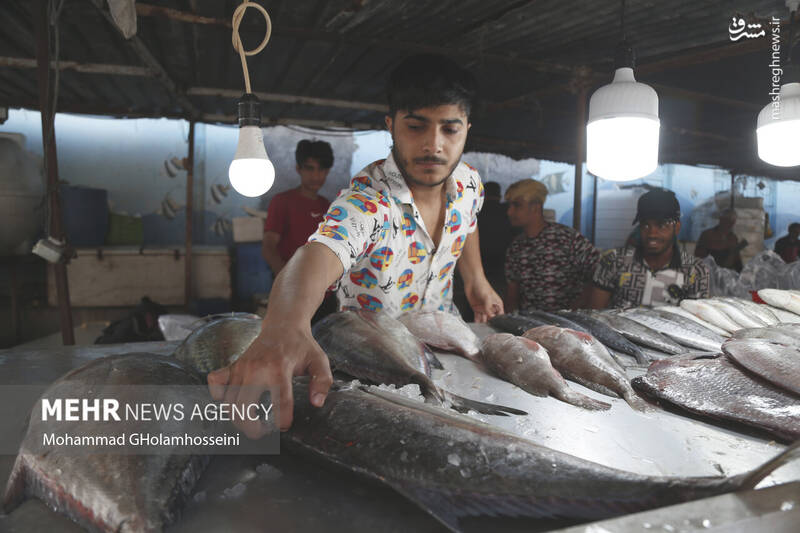 عکس/ بازار ماهی فروشان بوشهر