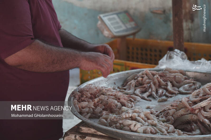 عکس/ بازار ماهی فروشان بوشهر