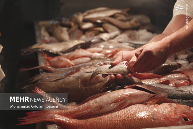 عکس/ بازار ماهی فروشان بوشهر