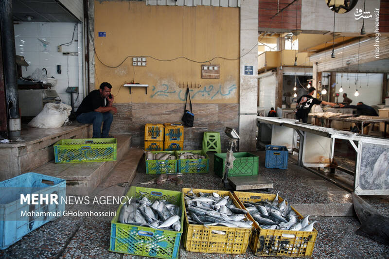 عکس/ بازار ماهی فروشان بوشهر
