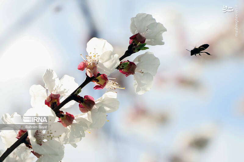 عکس/ طبیعت بهاری زنجان