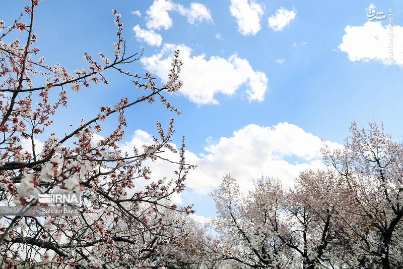عکس/ طبیعت بهاری زنجان