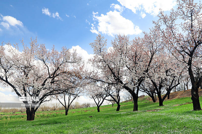 عکس/ طبیعت بهاری زنجان