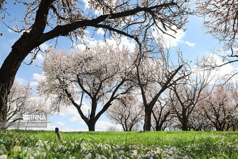 عکس/ طبیعت بهاری زنجان