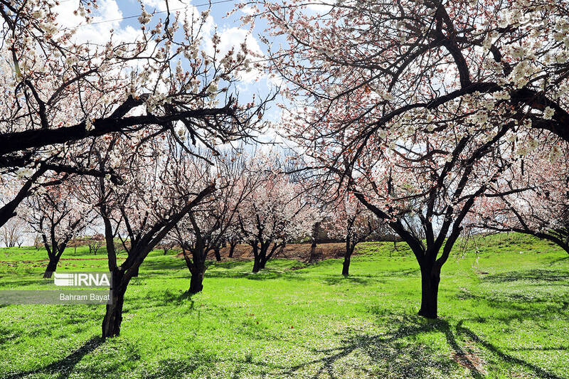 عکس/ طبیعت بهاری زنجان