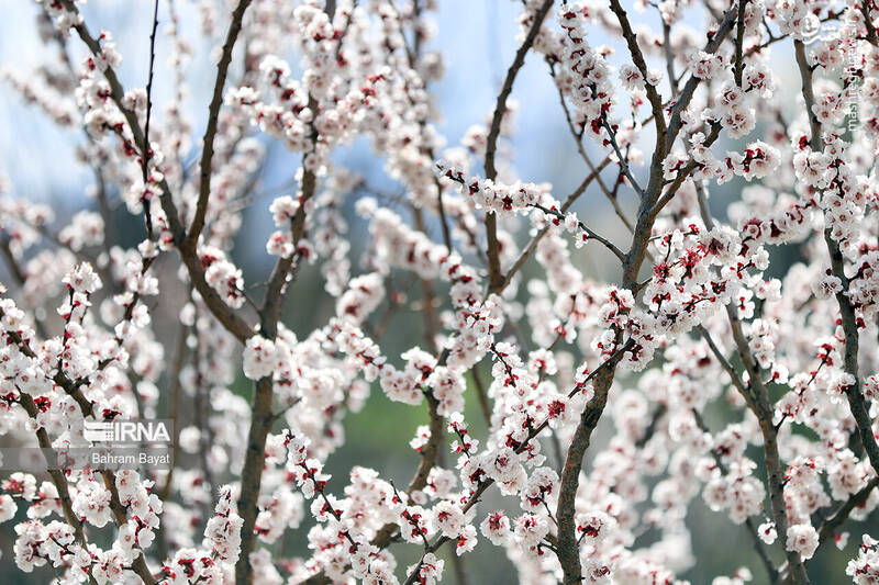 عکس/ طبیعت بهاری زنجان