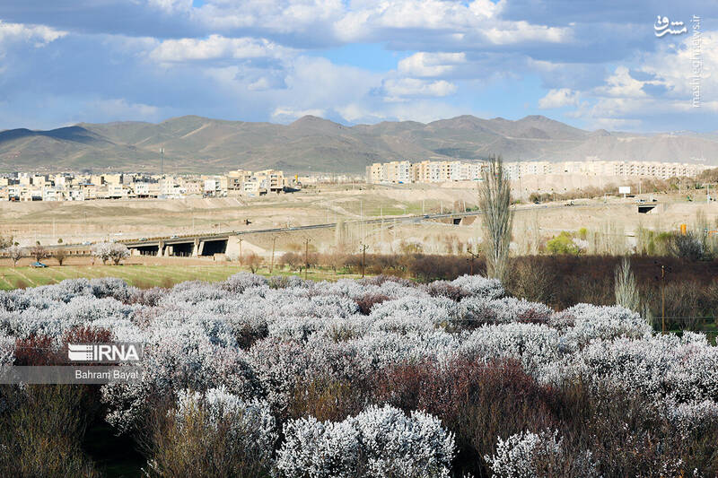 عکس/ طبیعت بهاری زنجان