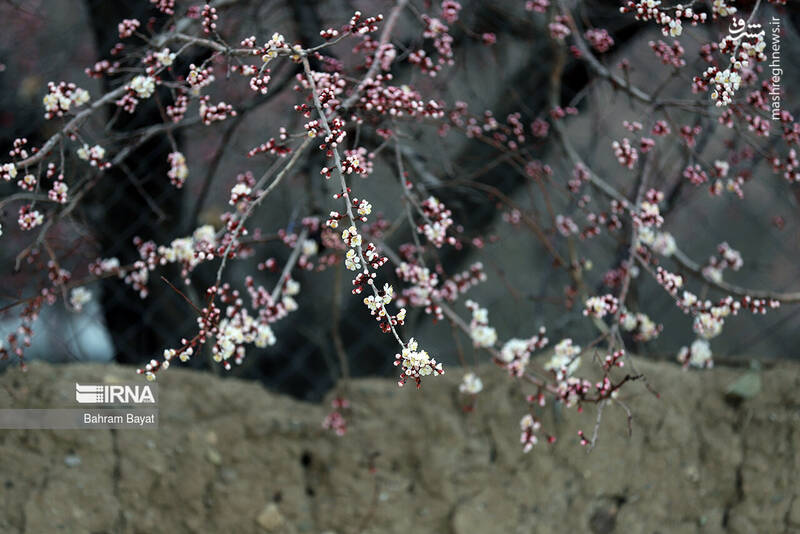 عکس/ طبیعت بهاری زنجان